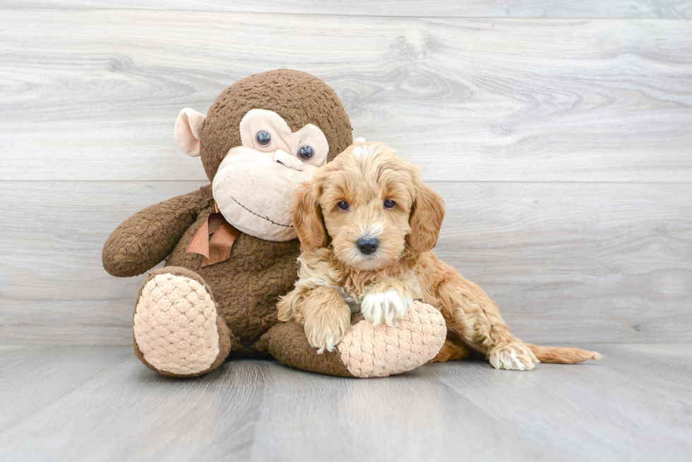 Popular Mini Goldendoodle Poodle Mix Pup