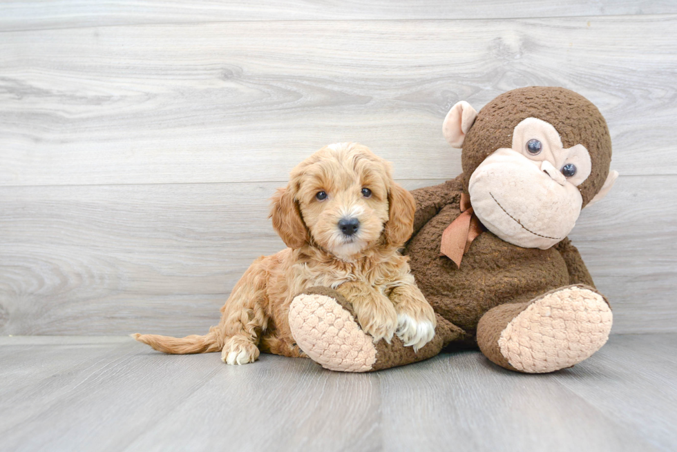 Hypoallergenic Golden Retriever Poodle Mix Puppy