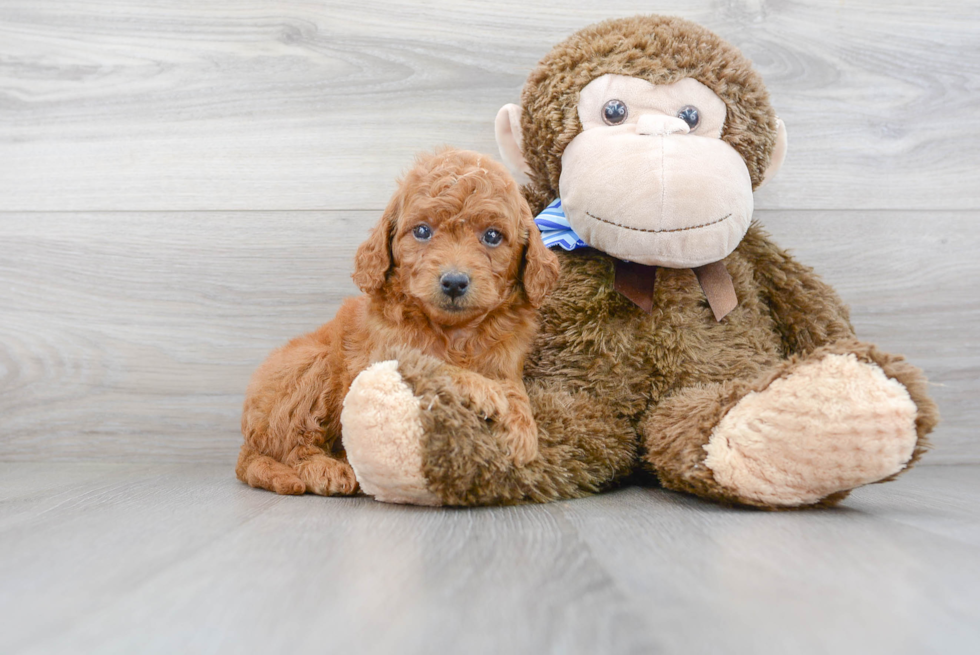 Mini Goldendoodle Puppy for Adoption