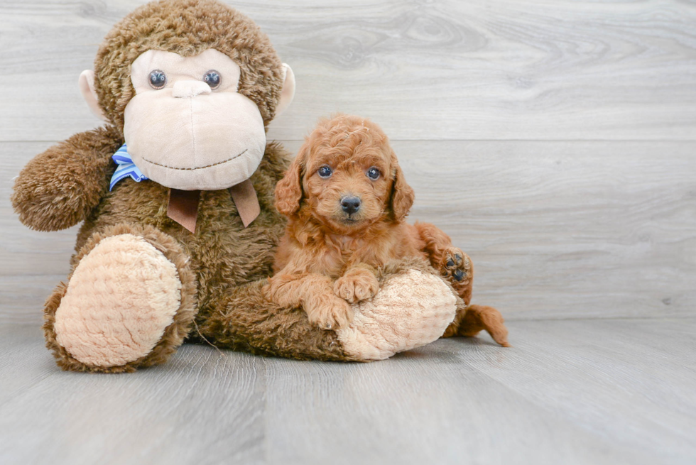 Funny Mini Goldendoodle Poodle Mix Pup