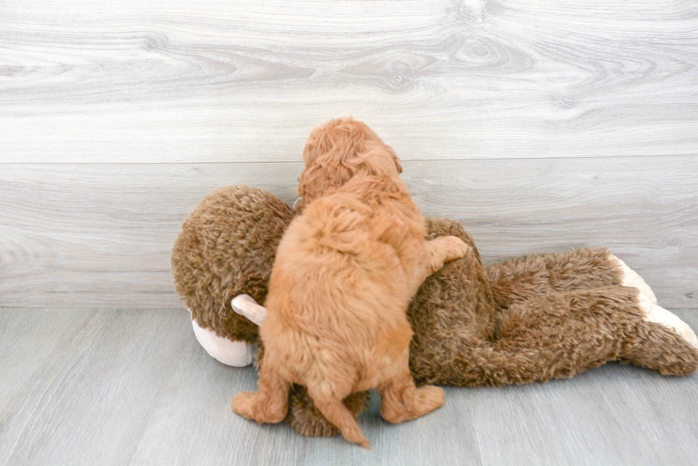 Playful Golden Retriever Poodle Mix Puppy