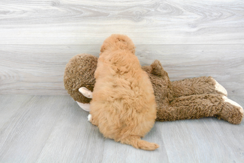 Playful Golden Retriever Poodle Mix Puppy