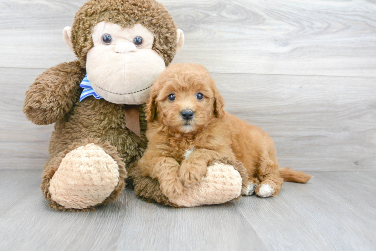 Friendly Mini Goldendoodle Baby