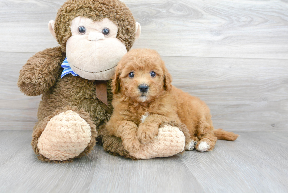 Friendly Mini Goldendoodle Baby