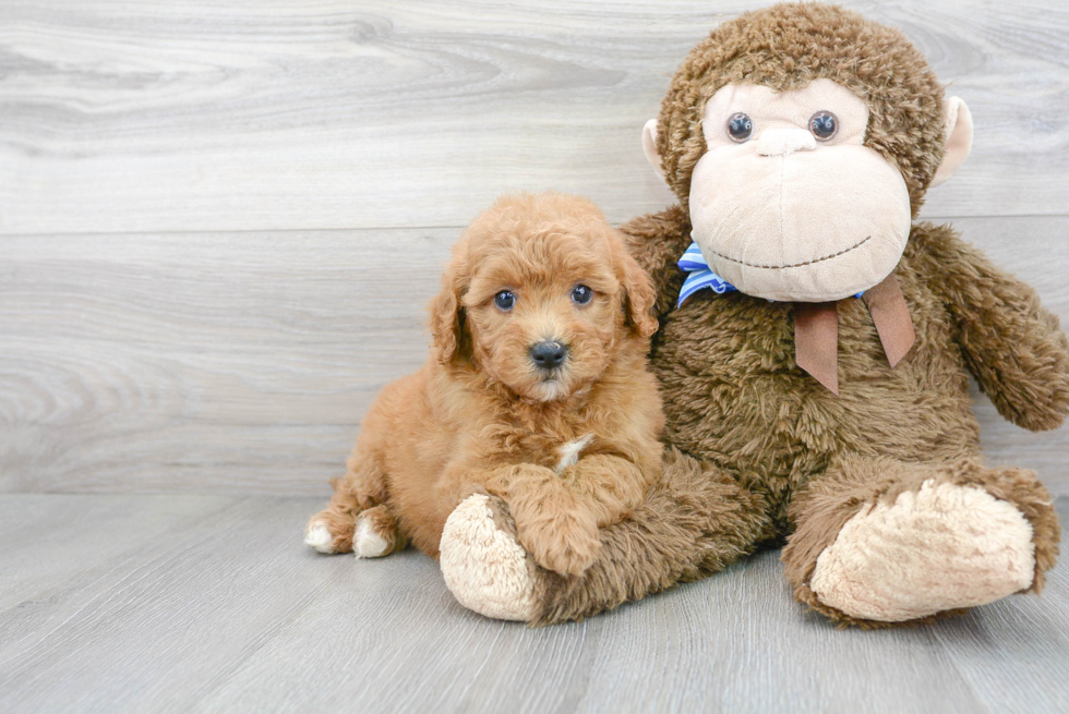 Sweet Mini Goldendoodle Baby