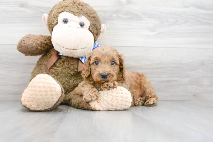 Mini Goldendoodle Pup Being Cute