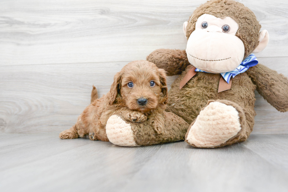 Happy Mini Goldendoodle Baby