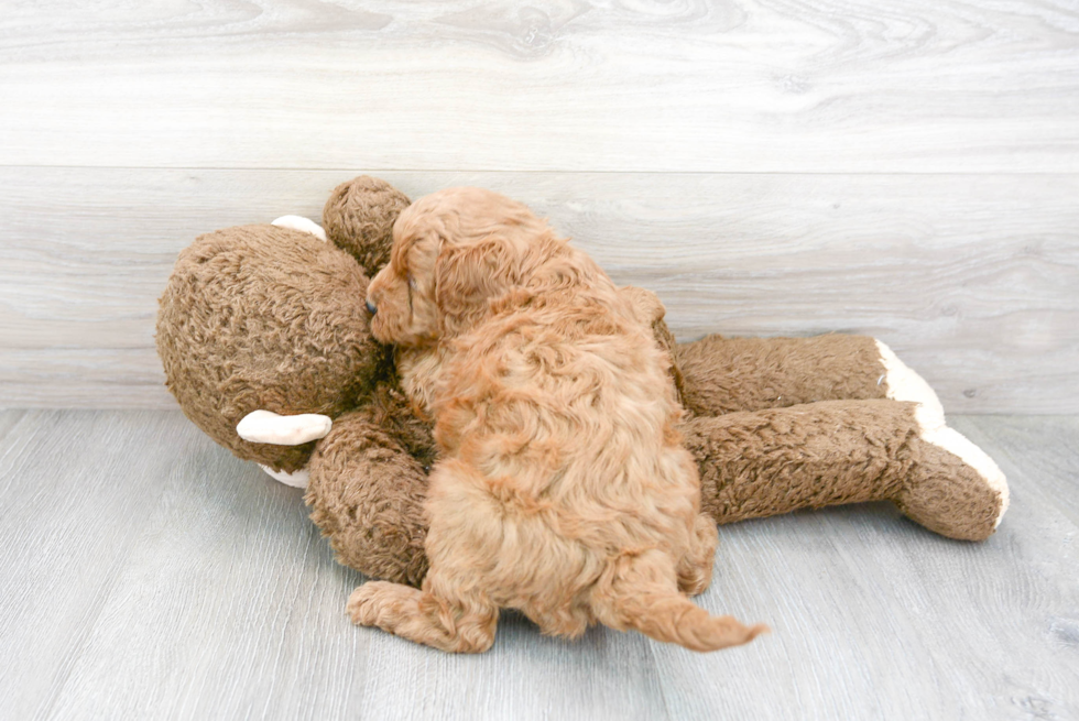 Funny Mini Goldendoodle Poodle Mix Pup