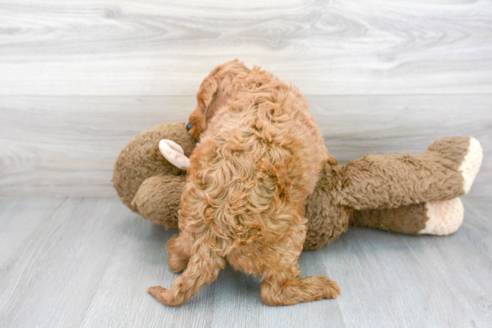 Fluffy Mini Goldendoodle Poodle Mix Pup