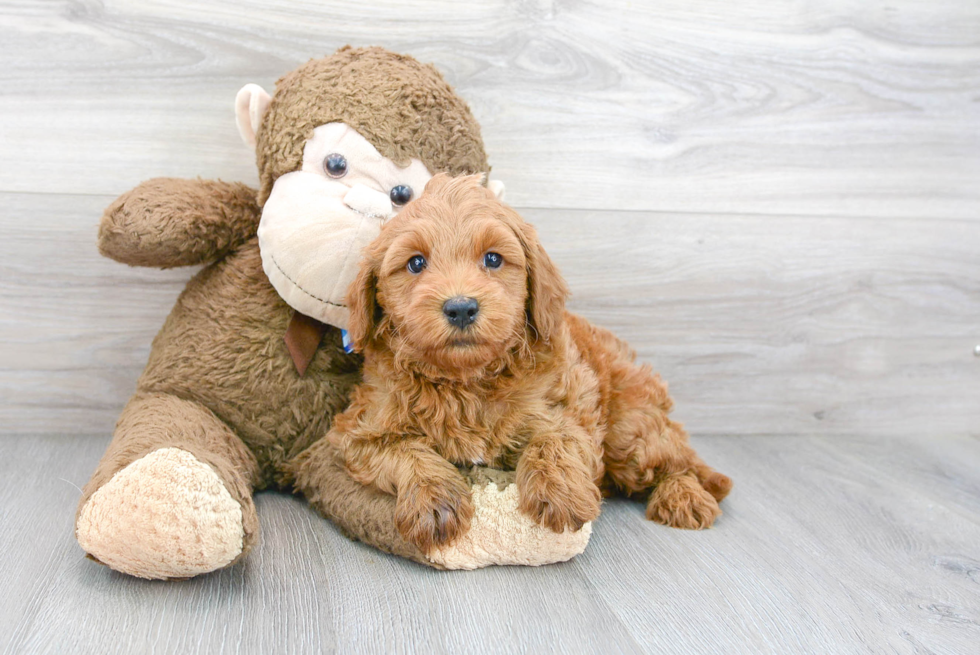 Hypoallergenic Golden Retriever Poodle Mix Puppy