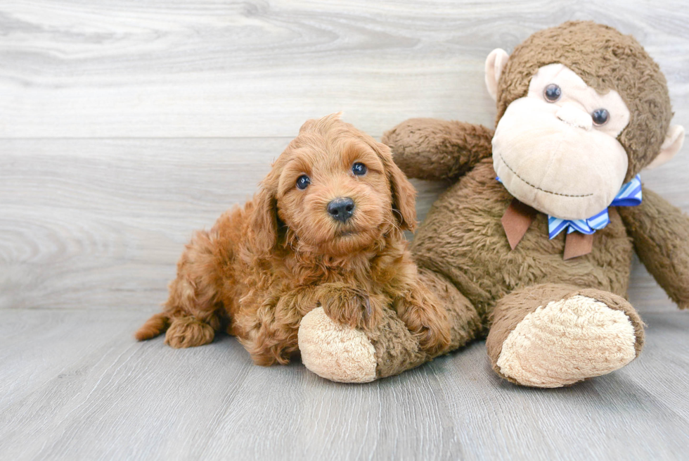 Best Mini Goldendoodle Baby