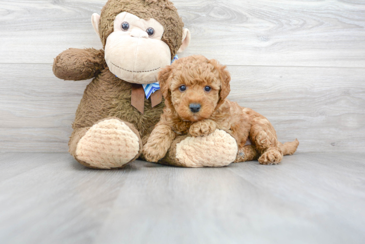 Small Mini Goldendoodle Baby