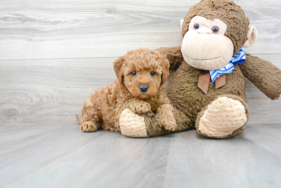 Fluffy Mini Goldendoodle Poodle Mix Pup