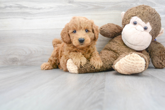 Happy Mini Goldendoodle Baby