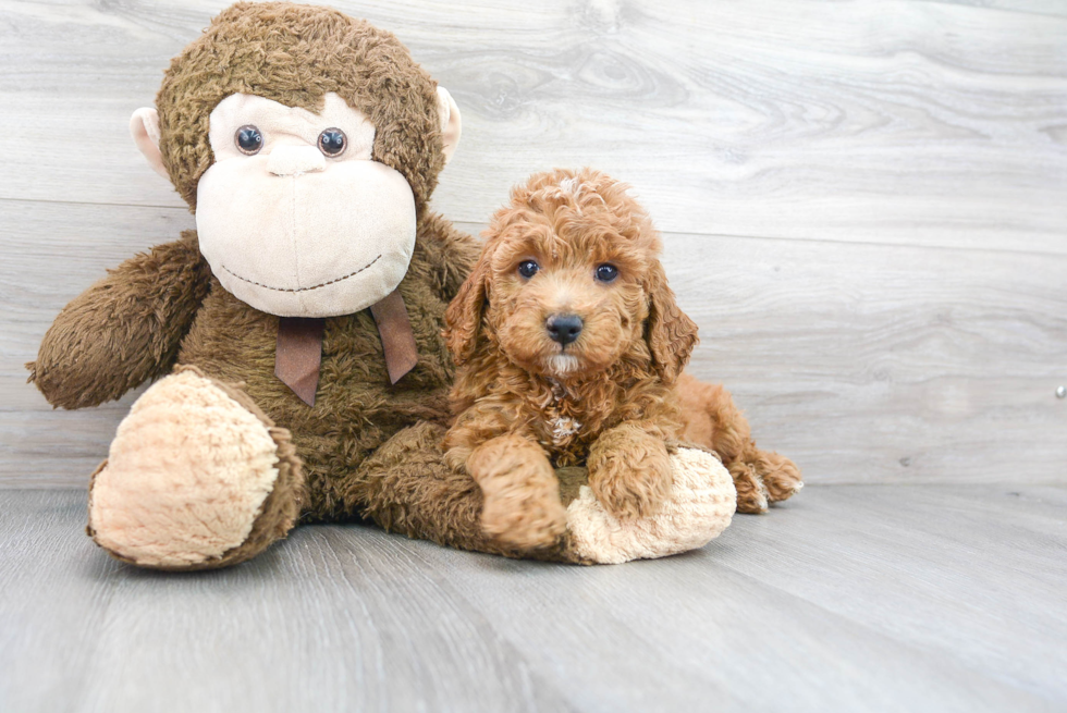 Mini Goldendoodle Puppy for Adoption