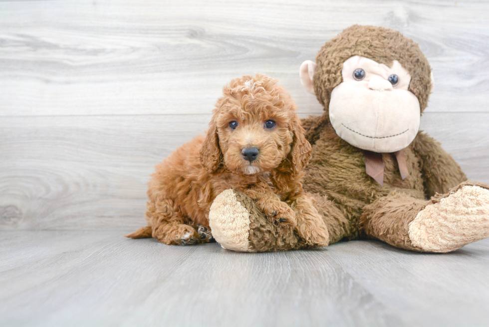 Cute Mini Goldendoodle Baby