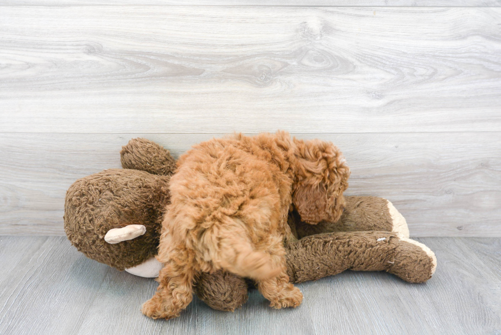 Fluffy Mini Goldendoodle Poodle Mix Pup