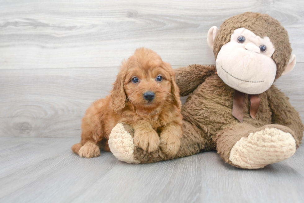 Cute Mini Goldendoodle Baby