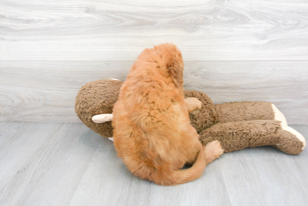 Mini Goldendoodle Puppy for Adoption
