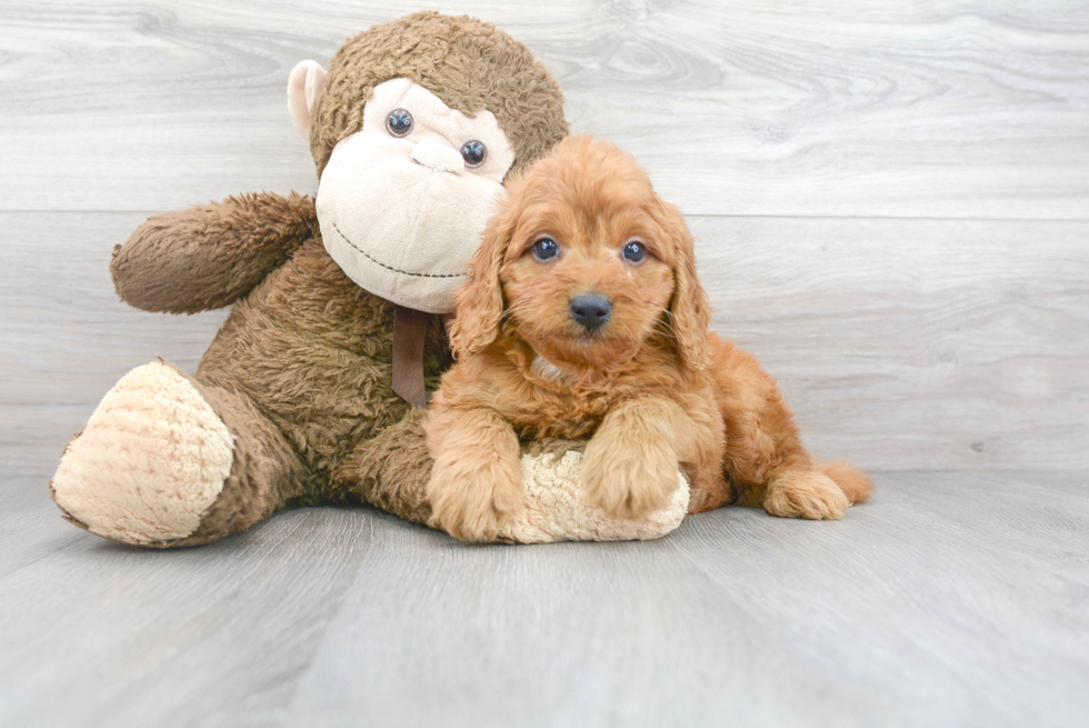 Cute Mini Goldendoodle Baby
