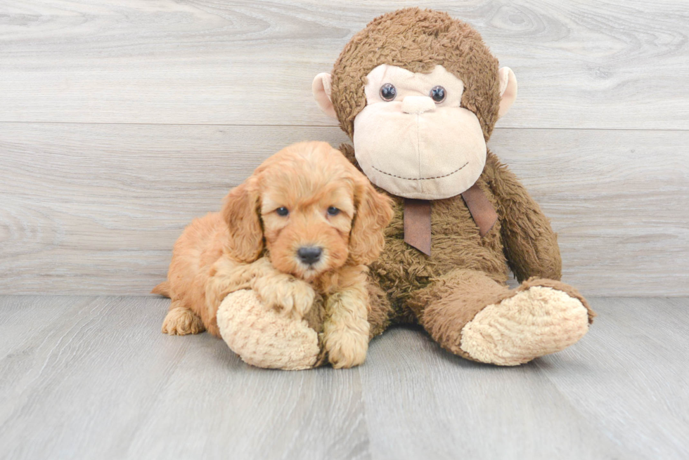 Best Mini Goldendoodle Baby