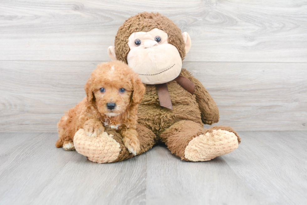 Mini Goldendoodle Pup Being Cute