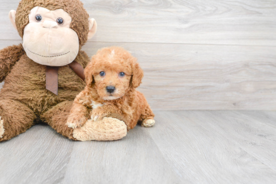 Best Mini Goldendoodle Baby