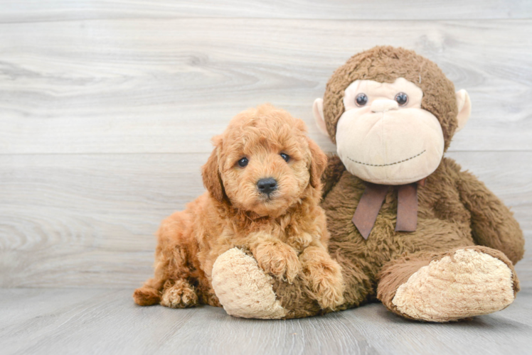 Popular Mini Goldendoodle Poodle Mix Pup