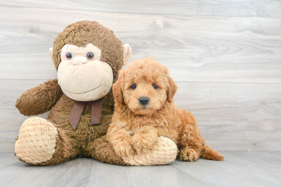 Mini Goldendoodle Pup Being Cute