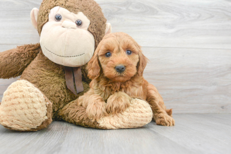 Petite Mini Goldendoodle Poodle Mix Pup