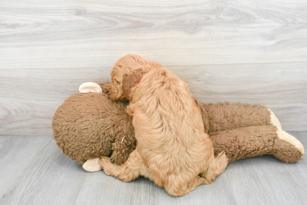 Happy Mini Goldendoodle Baby