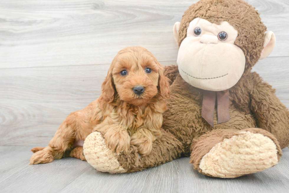 Mini Goldendoodle Puppy for Adoption