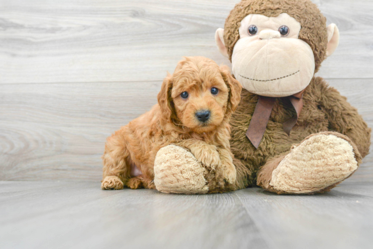 Little Golden Retriever Poodle Mix Puppy