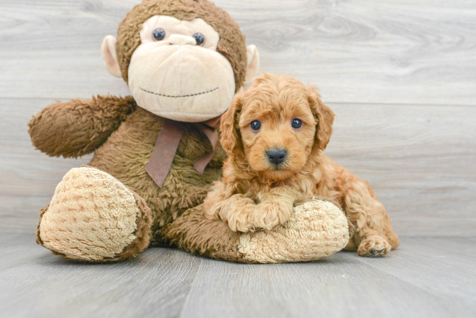 Mini Goldendoodle Pup Being Cute