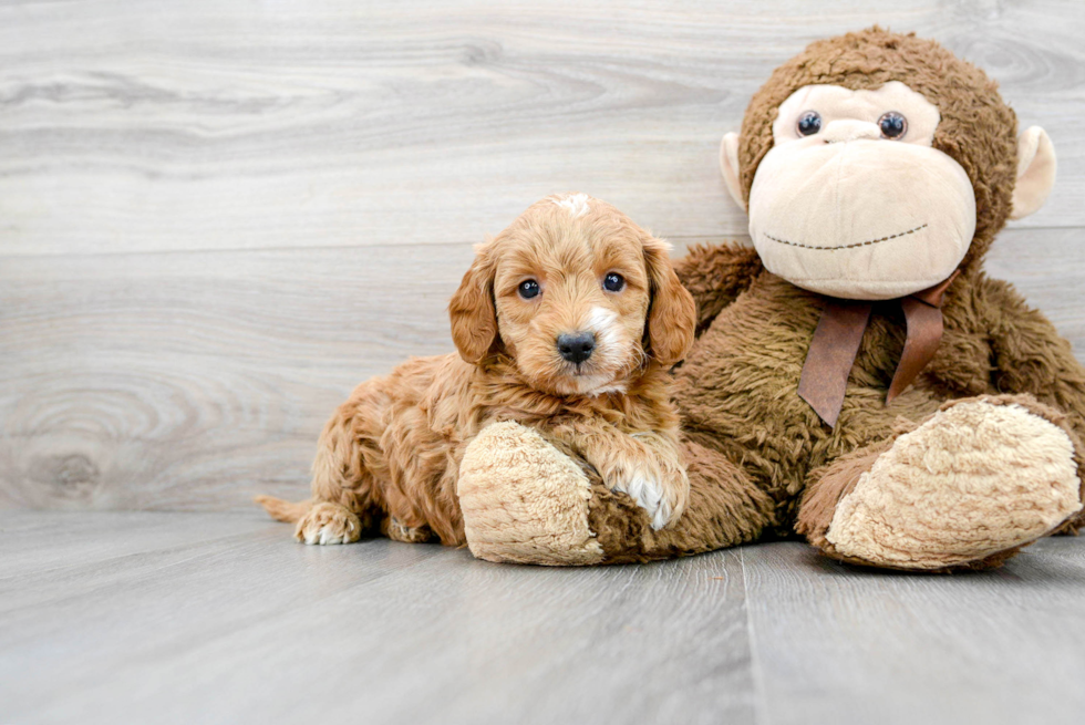 Happy Mini Goldendoodle Baby