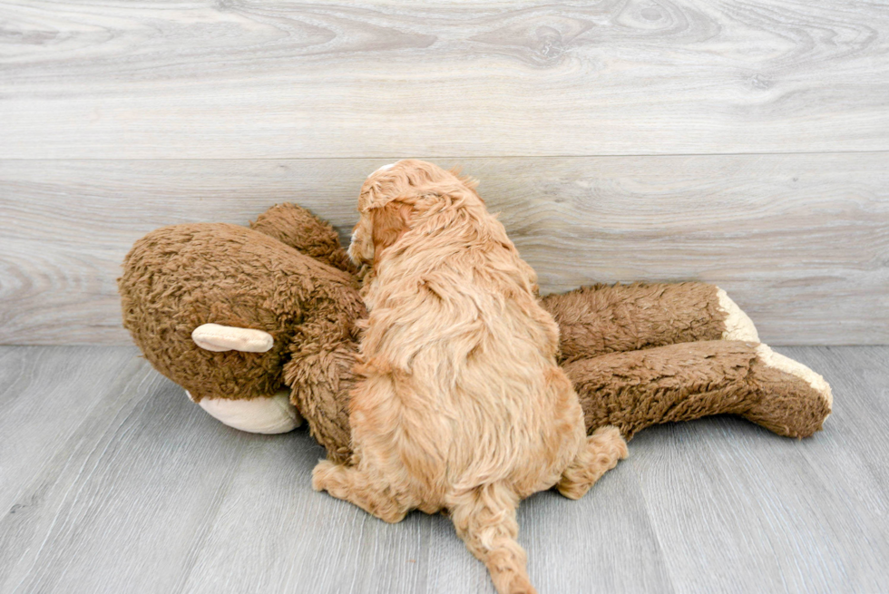 Friendly Mini Goldendoodle Baby