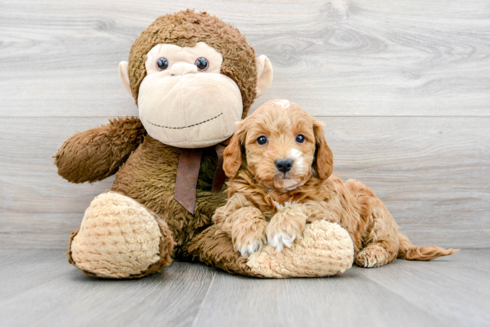 Best Mini Goldendoodle Baby