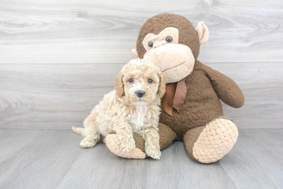 Hypoallergenic Golden Retriever Poodle Mix Puppy