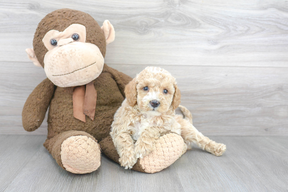 Happy Mini Goldendoodle Baby