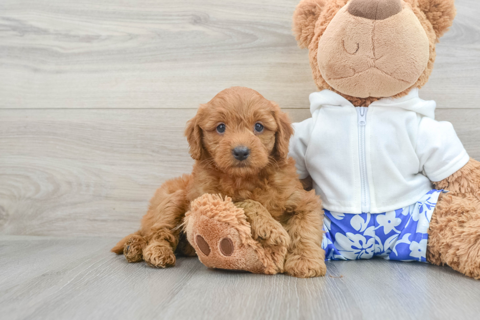 Fluffy Mini Goldendoodle Poodle Mix Pup