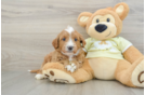 Smart Mini Goldendoodle Poodle Mix Pup