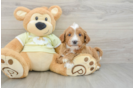 Mini Goldendoodle Puppy for Adoption