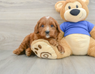7 week old Mini Goldendoodle Puppy For Sale - Premier Pups