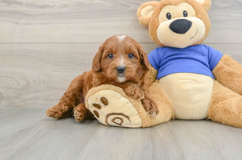 5 week old Mini Goldendoodle Puppy For Sale - Premier Pups