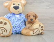 8 week old Mini Goldendoodle Puppy For Sale - Premier Pups