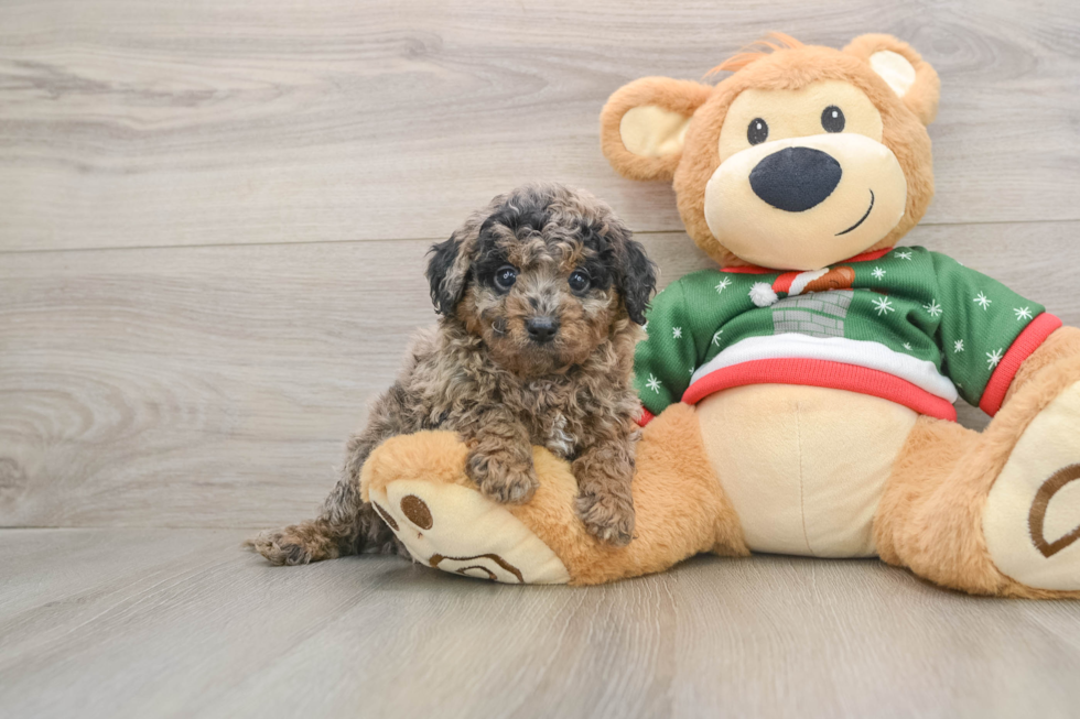 Petite Mini Goldendoodle Poodle Mix Pup
