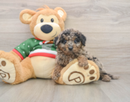 5 week old Mini Goldendoodle Puppy For Sale - Premier Pups