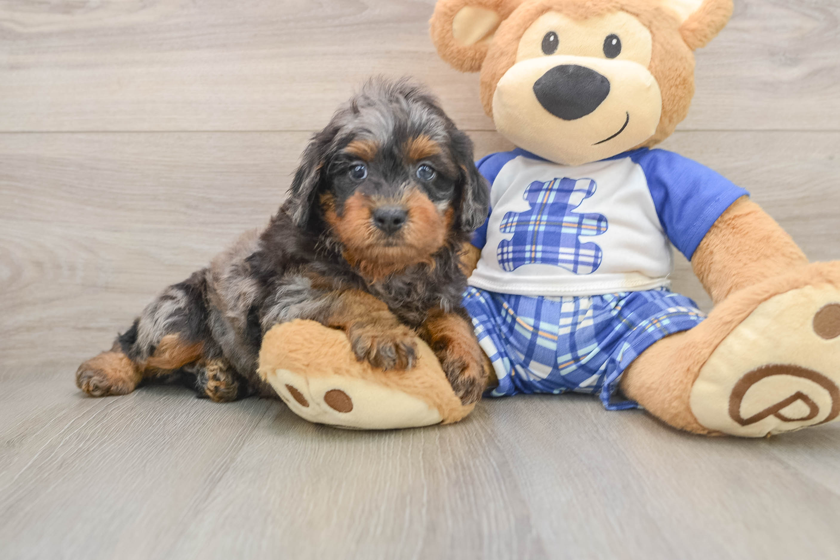 Funny Mini Goldendoodle Poodle Mix Pup