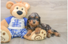 Best Mini Goldendoodle Baby