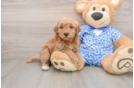 Little Mini Goldenpoo Poodle Mix Puppy